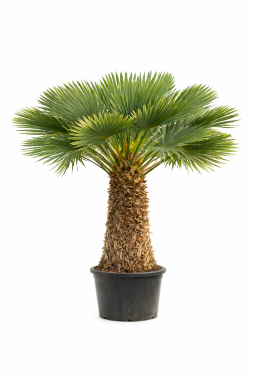 Chamaerops vulcano stam 130-150 p60 h150 2