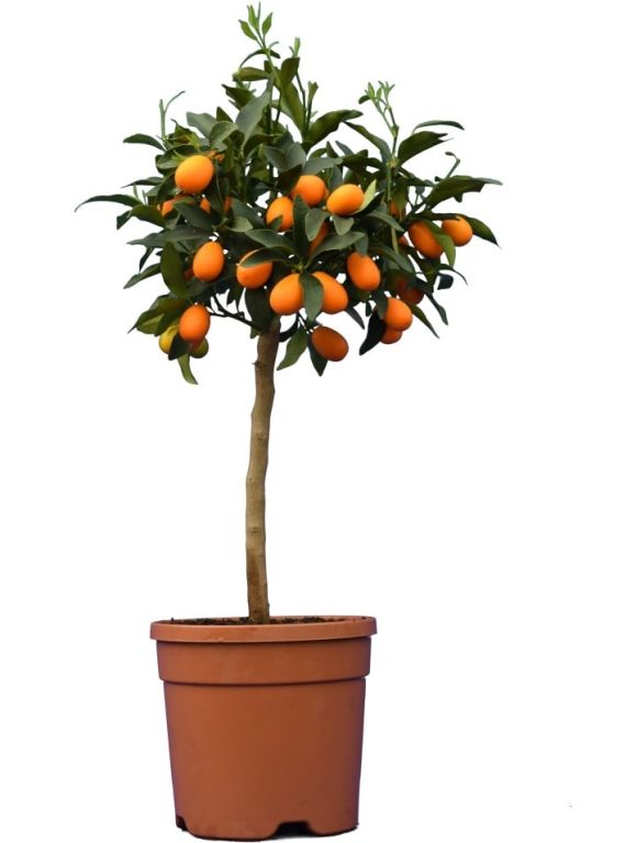 Citrus kumquat 60-80 23 k-min