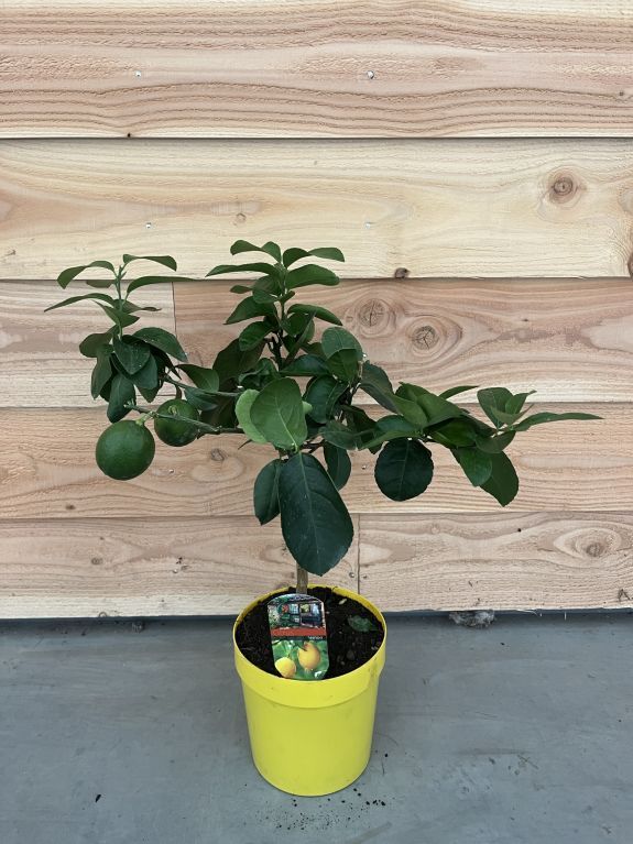 Citrus limon p19