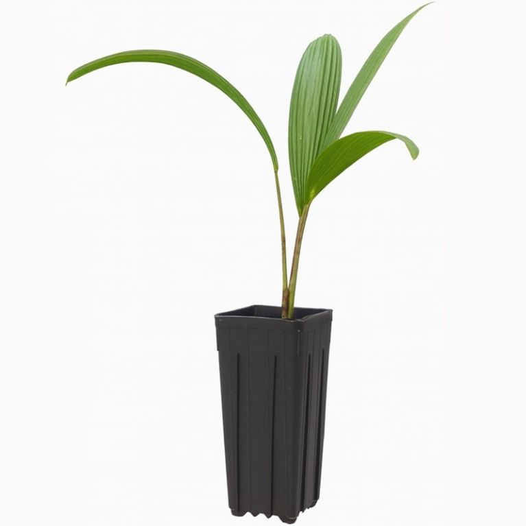 Cyrtostachys renda 800-min