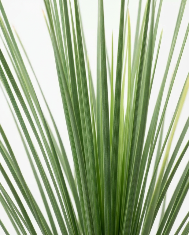 Dasylirion longissimum p27-02