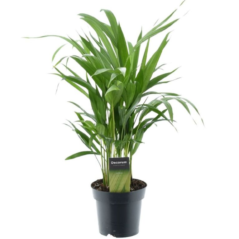 Dypsis lutescens p14 k 1