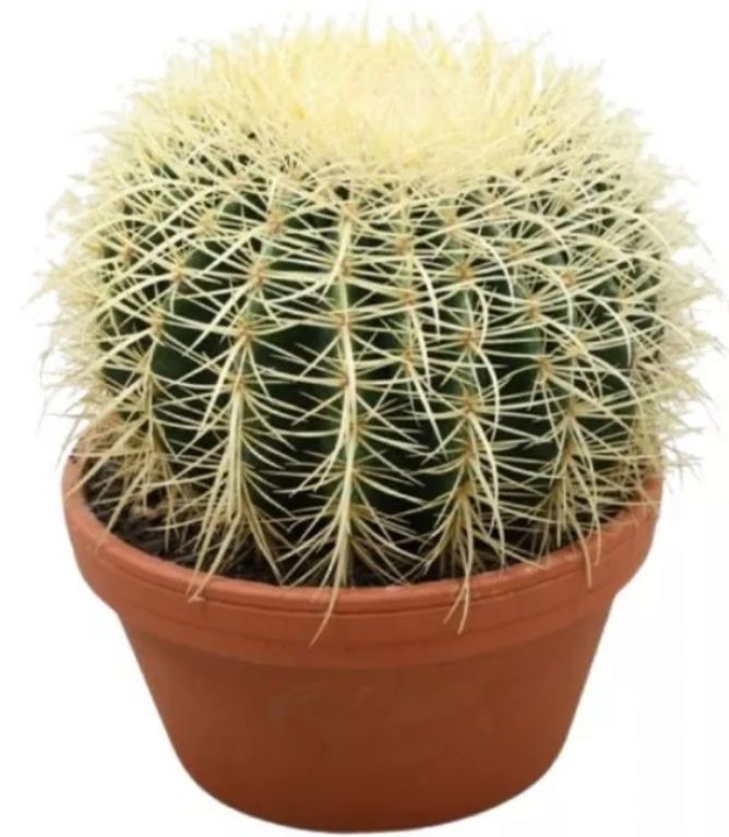 Echinocactus grusonii p20