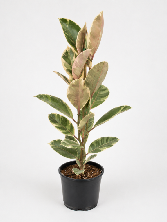 Ficus elasticke tineke p21