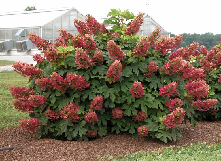 Hydrangea quercifolia ruby slippers 4