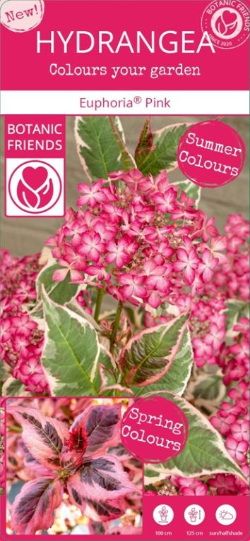 Hydrangea serrata euphoria pink 5