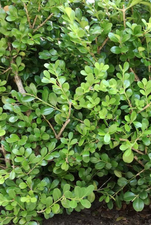 Ilex crenata Jenny - 2 x 6-pack