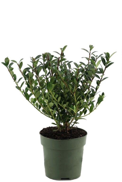 Ilex crenata Jenny - set of 5