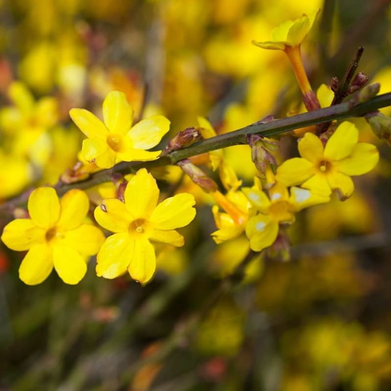 Jasminum nudiflorum1 k k-min