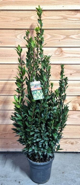 Laurus nobilis p27 1