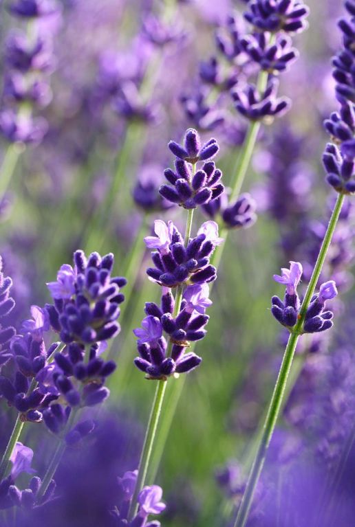 Lavande angustifolia felice gardenpflanze 2