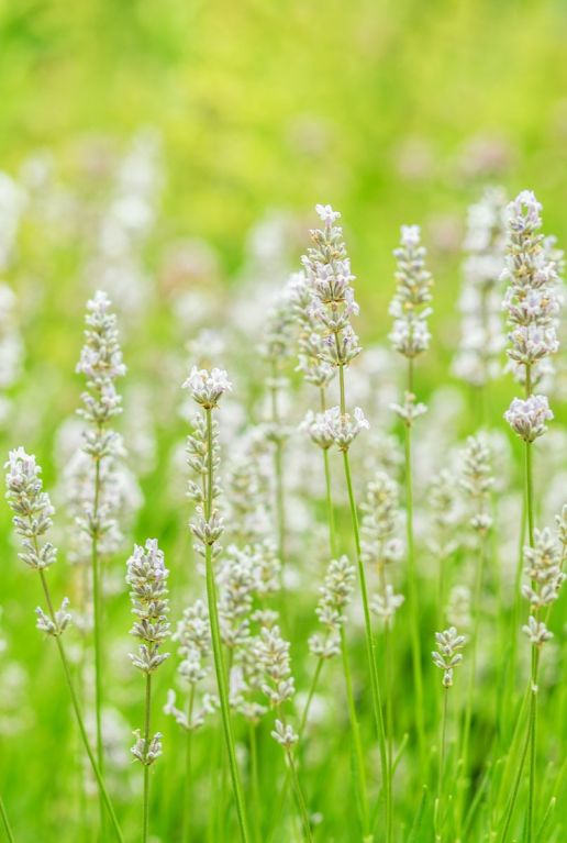Lavandel angustifolia white plant