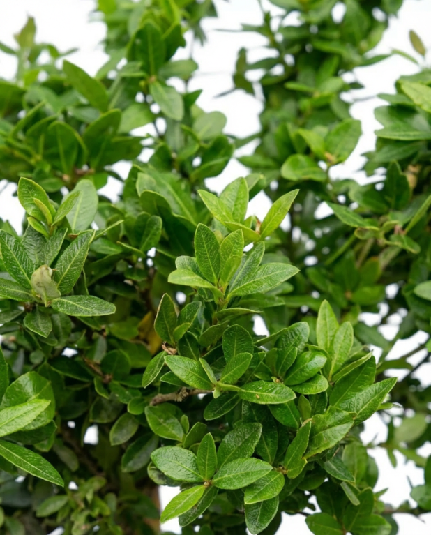 Microcitrus australasica-02