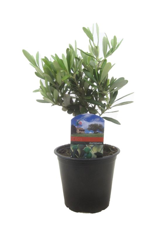 Olea europaea shrub p14 1