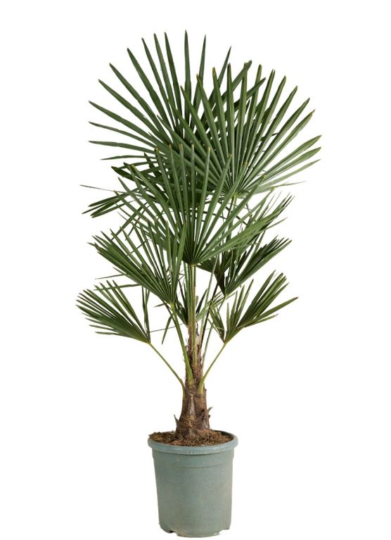 Trachycarpus Fortunei (stam 15-20)
