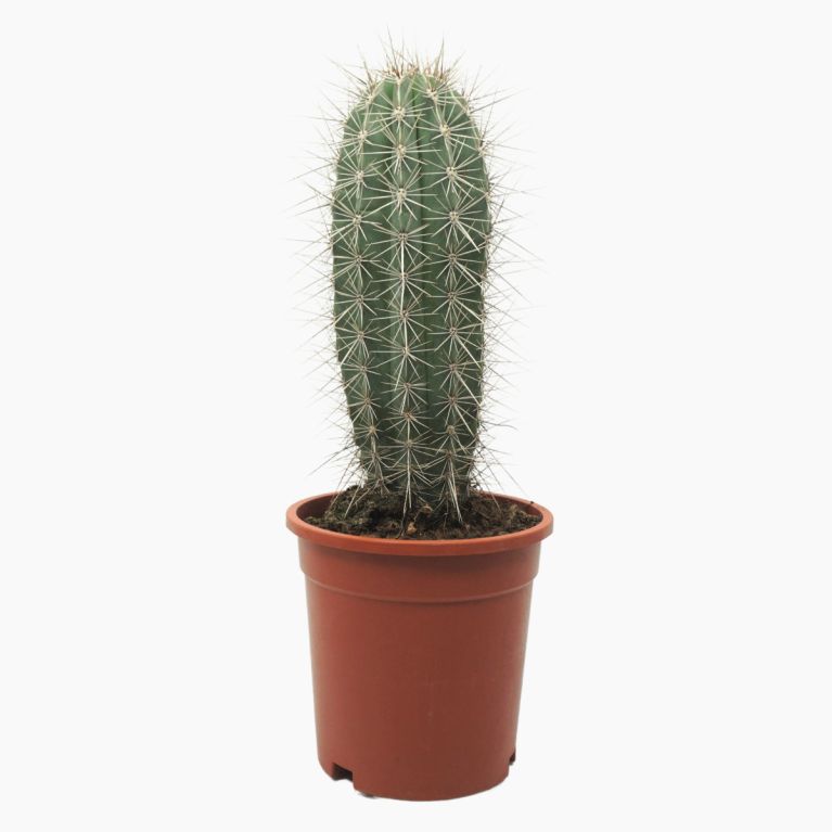 Pachycereus pringlei p17