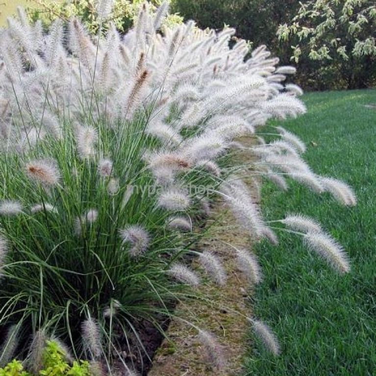 Pennisetum alopecuroides hameln k-min