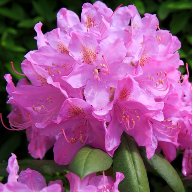 Rhododendon roseum elegans cu k-min