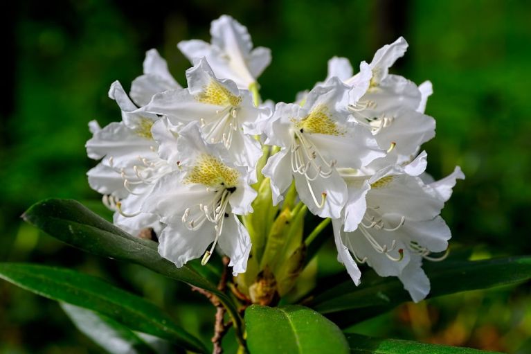 Rhododendron cunninghams white1 k-min