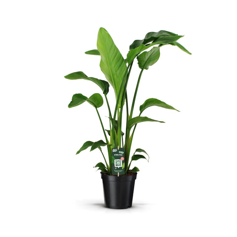 Strelitzia nicolai