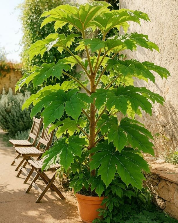 Tetrapanax 1-min