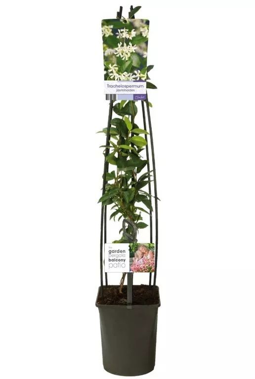 Trachelospermum jasminoide jpeg