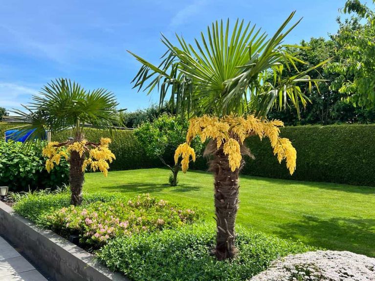 Trachycarpus fortunei bloei1min