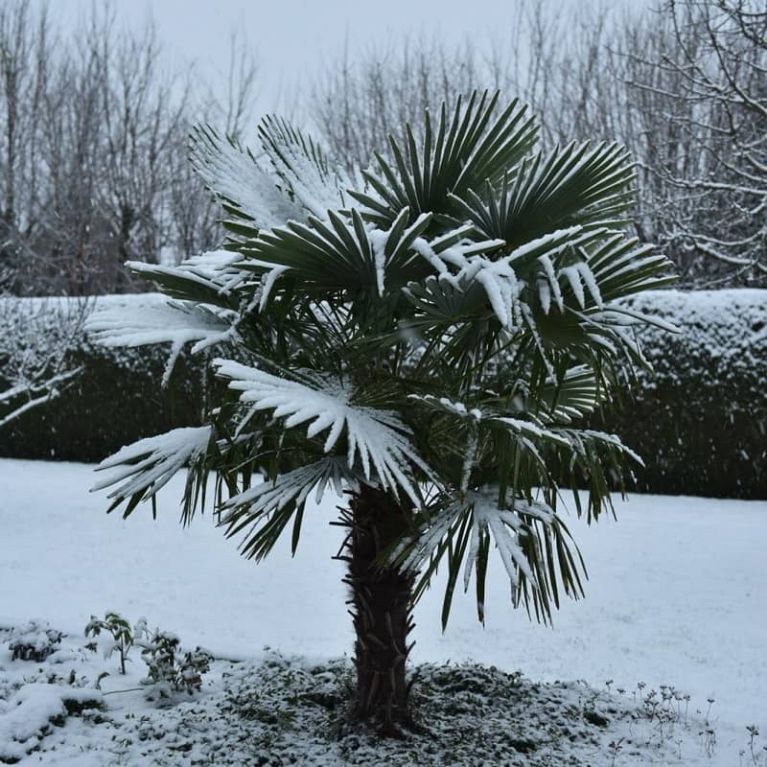 Trachycarpus fortunei sneeuw k-min