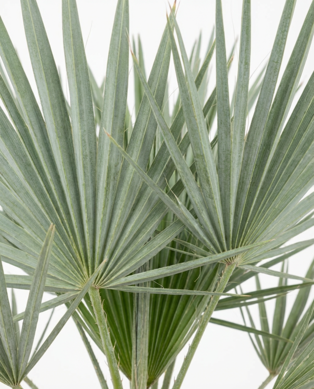 Trithrinax campestris p32-02