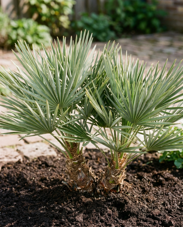 Trithrinax campestris p32-03