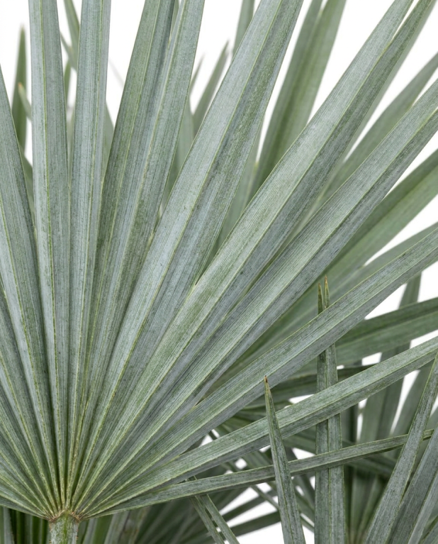Trithrinax campestris