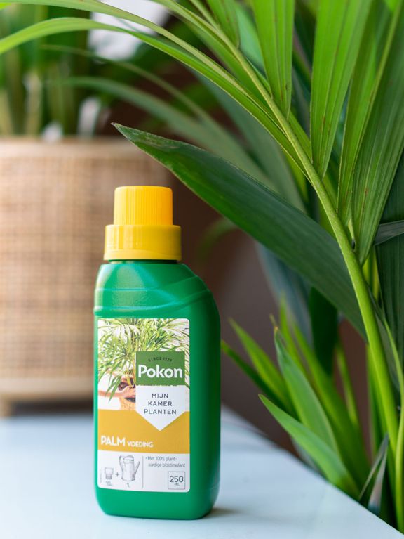 Pokon Palm Fertilizer - 250 ml