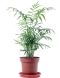 10041 - chamaedorea elegans-min