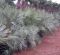 1895-chamaerops humilis cerifera  wv 1895 k-min