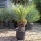 Xanthorrhoea glauca