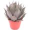 Agave truncata