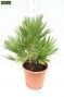 Chamaerops humilis Vulcano
