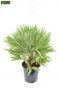 Chamaerops humilis Vulcano