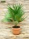 Chamaerops humilis Vulcano