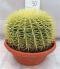 Echinocactus grusonii