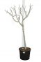 Ficus carica Brown Turkey