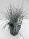 Festuca glauca Elijah Blue - set of 3