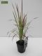 Imperata cylindrica Red Baron - set of 3