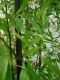 Phyllostachys nigra