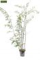 Phyllostachys nigra