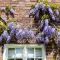 Wisteria sinensis