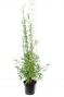 Fargesia nitida Black Pearl