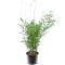 Fargesia nitida Black Pearl