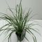 3258 pennisetum alopecuroides hameln c2 p13 k-min