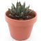 5245 - agave victoria-min